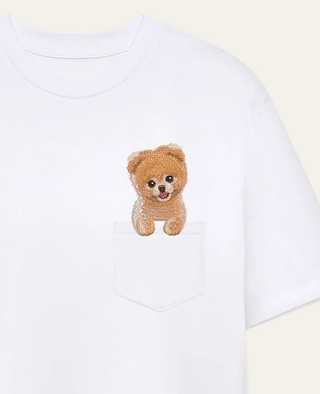 Szpic miniaturowy (Pomeranian) strzyżony