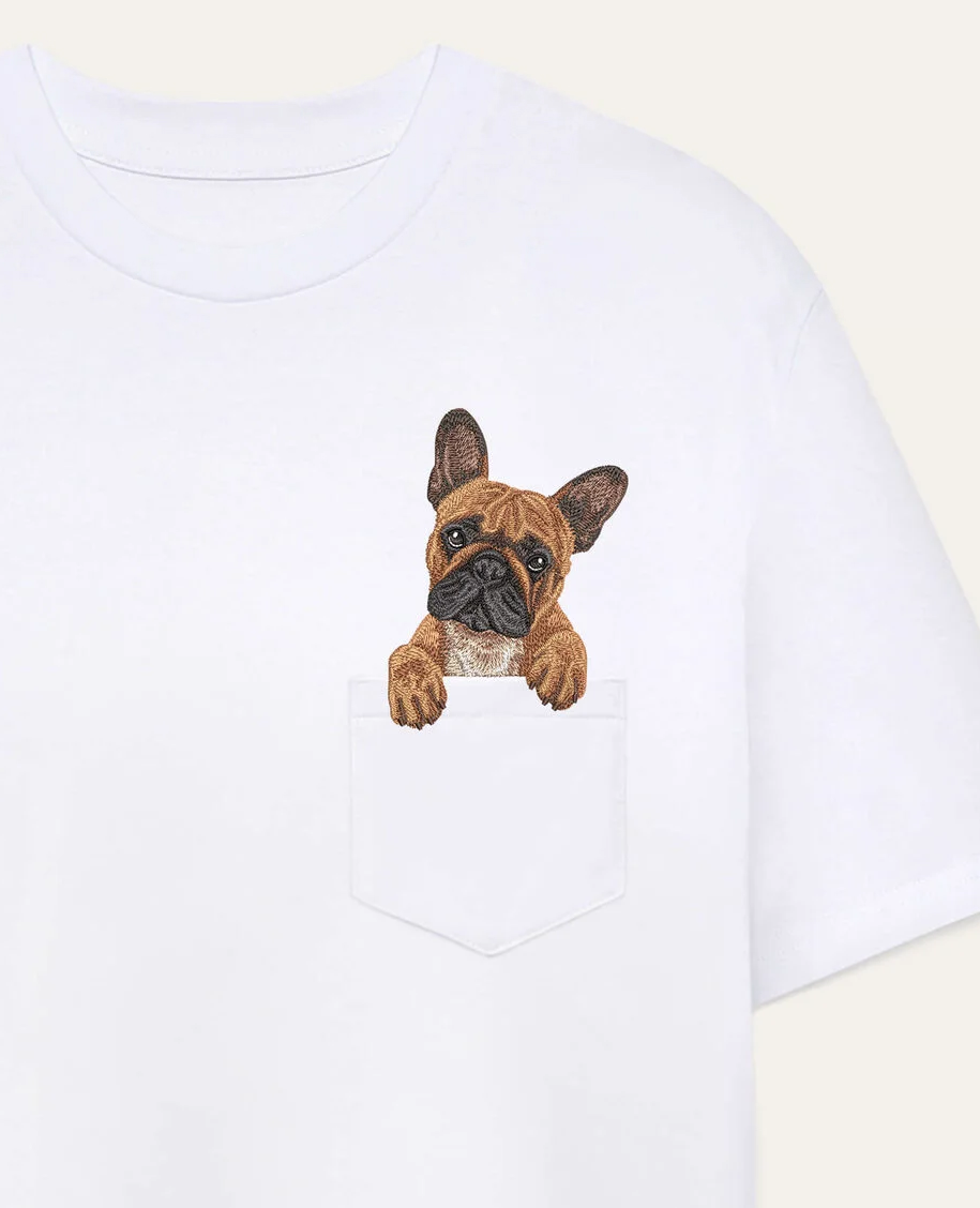 Buldog francuski (brązowy) - biały (zbliżenie)