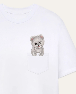 Szpic miniaturowy (Pomeranian) strzyżony