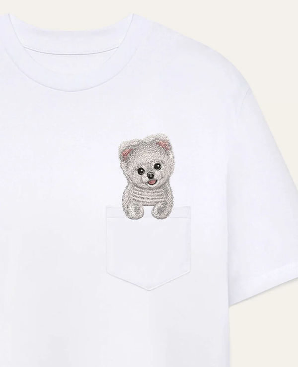 Szpic miniaturowy (Pomeranian) strzyżony