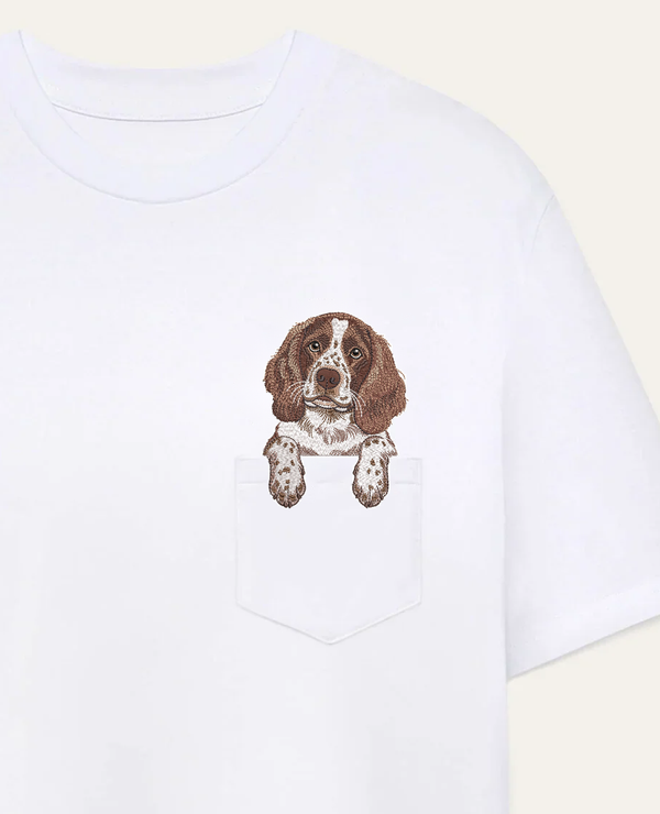 Springer spaniel angielski