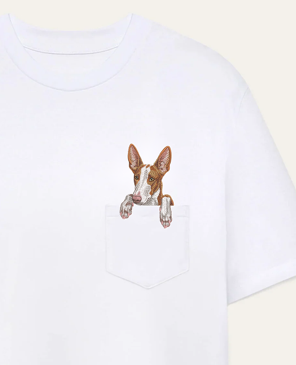 Podenco z Ibizy