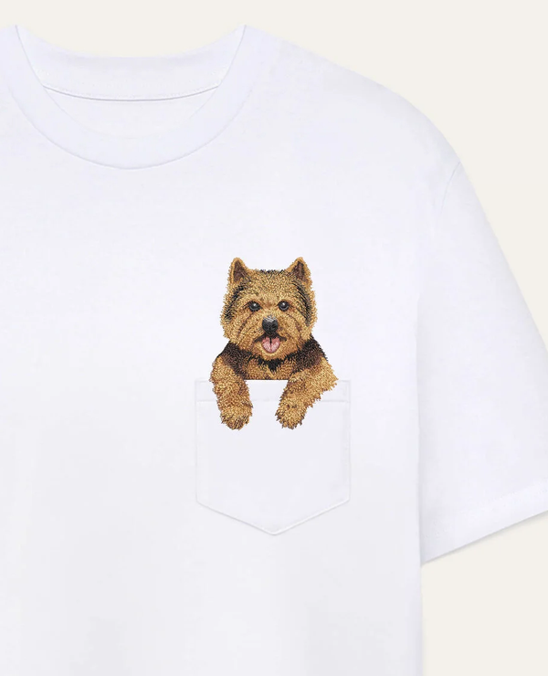 Norwich terrier